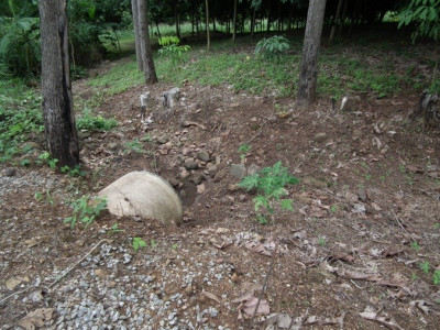ก้อนหินวัตถุดิบและเครื่องมือหินกะเทาะที่พบระหว่างการเดินสำรวจเนินดินทางทิศเหนือของภูซาง<br>