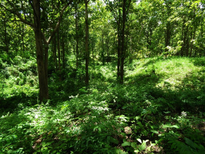 สภาพปัจจุบันของลำน้ำเก่าภายในแหล่งโบราณคดี<br>