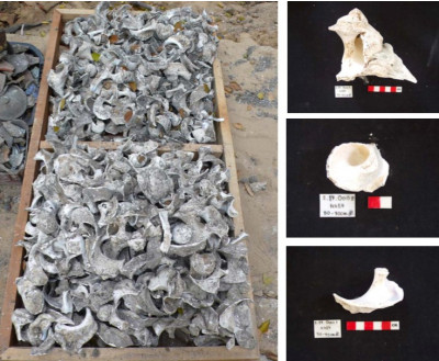 แหล่งผลิตเครื่องมุก ชิ้ส่วนหอยมุกบางส่วนที่พบจากการขุดค้น (ภาพจาก ภาควิชาโบราณคดี 2550)<br>